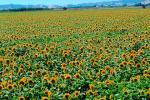 Sunflower Field, Dixon California, FMNV03P02_13.0839
