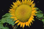 Sunflower Field, Dixon California, FMNV03P02_15.0949