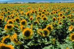 Sunflower Field, Dixon California, FMNV03P03_01.0949