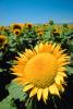 Sunflower Field, Dixon California, FMNV03P03_02.0949