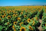 Sunflower Field, Dixon California, FMNV03P03_03.0839