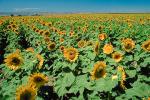 Sunflower Field, Dixon California, FMNV03P03_04.0839