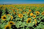 Sunflower Field, Dixon California, FMNV03P03_04.0949