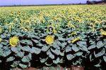 Sunflower Field, Dixon California, FMNV03P03_05