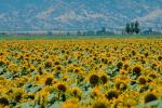 Sunflower Field, Dixon California, FMNV03P03_08.0949