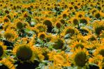 Sunflower Field, Dixon California, FMNV03P03_09.0949