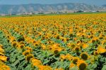 Sunflower Field, Dixon California, FMNV03P03_10.0949