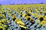 Sunflower Field, Dixon California, FMNV03P03_12