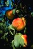 Peach Orchard, Tree, Leaves, FMNV03P05_10.0949