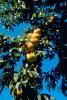 Peach Orchard, Peach, Tree, Leaves, FMNV03P05_12.0949