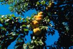 Peach Orchard, Peach, Tree, Leaves, FMNV03P05_13.0949