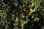 Peach Orchard, Peach, Tree, Leaves, FMNV03P05_15.0949