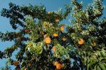 Peach Orchard, Peach, Tree, Leaves, FMNV03P05_16.0949