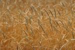 Wheat Fields, Dorris California, FMNV03P06_01.0949