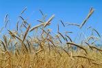 Wheat Fields, Dorris California, FMNV03P06_02.0949