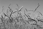Wheat Fields, Dorris California, FMNV03P06_02.0949BW
