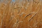 Wheat Fields, Dorris California, FMNV03P06_03.0949