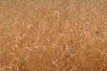 Wheat Fields, Dorris California, FMNV03P06_09.0949