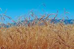 Wheat Fields, Dorris California, FMNV03P06_10.0949