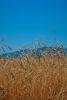 Wheat Fields, Dorris California, FMNV03P06_11.0949
