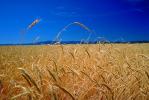 Wheat Fields, Dorris California, FMNV03P06_12.0949