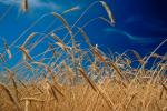Wheat Fields, Dorris California, FMNV03P06_13.0949