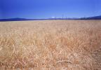 Wheat Fields, Dorris California, FMNV03P06_14
