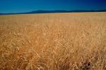 Wheat Fields, Dorris California, FMNV03P06_15.0949