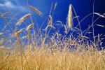 Wheat Fields, Dorris California, FMNV03P06_16
