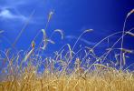 Wheat Fields, Dorris California, FMNV03P06_17