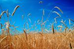 Wheat Fields, Dorris California, FMNV03P06_18.0839