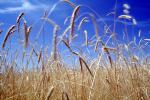 Wheat Fields, Dorris California, FMNV03P06_19