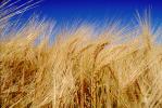 Wheat Fields, FMNV03P07_06.0949