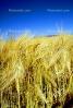 Wheat Fields, FMNV03P07_07.0169