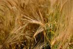 Wheat Fields, FMNV03P07_08.0949