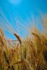 Wheat Fields, FMNV03P07_09.0949
