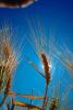 Wheat Fields, FMNV03P07_10.0839
