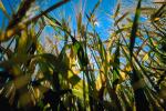 Corn Stalks, Field, Cornfield, Corn, FMNV03P07_11.0949