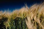 Wheat Fields, FMNV03P07_13.0949