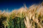 Wheat Fields, FMNV03P07_14.0839