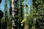 Hops, Grain, (Humulus lupulus), hopfield, FMNV03P09_01.0949