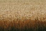 Wheat, FMNV03P10_02.0949