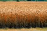 Wheat, FMNV03P10_03.0839