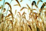 Wheat, FMNV03P10_09