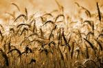 Wheat, FMNV03P11_02B