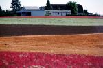 colorful fields, home, house, barn, building, Dirt, soil, FMNV03P11_10