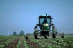 Lettuce, tractor, Machine, Mechanized, Mechanization, spraying, sprayer, Herbicide, Insecticide, Pesticide, FMNV04P02_08.0950