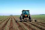 Lettuce, tractor, Machine, Mechanized, Mechanization, Lettuce, Dirt, soil