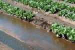 Lettuce, water, irrigation, Dirt, soil, FMNV04P02_13.0839