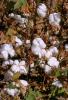 Cotton, FMNV04P03_05.0950